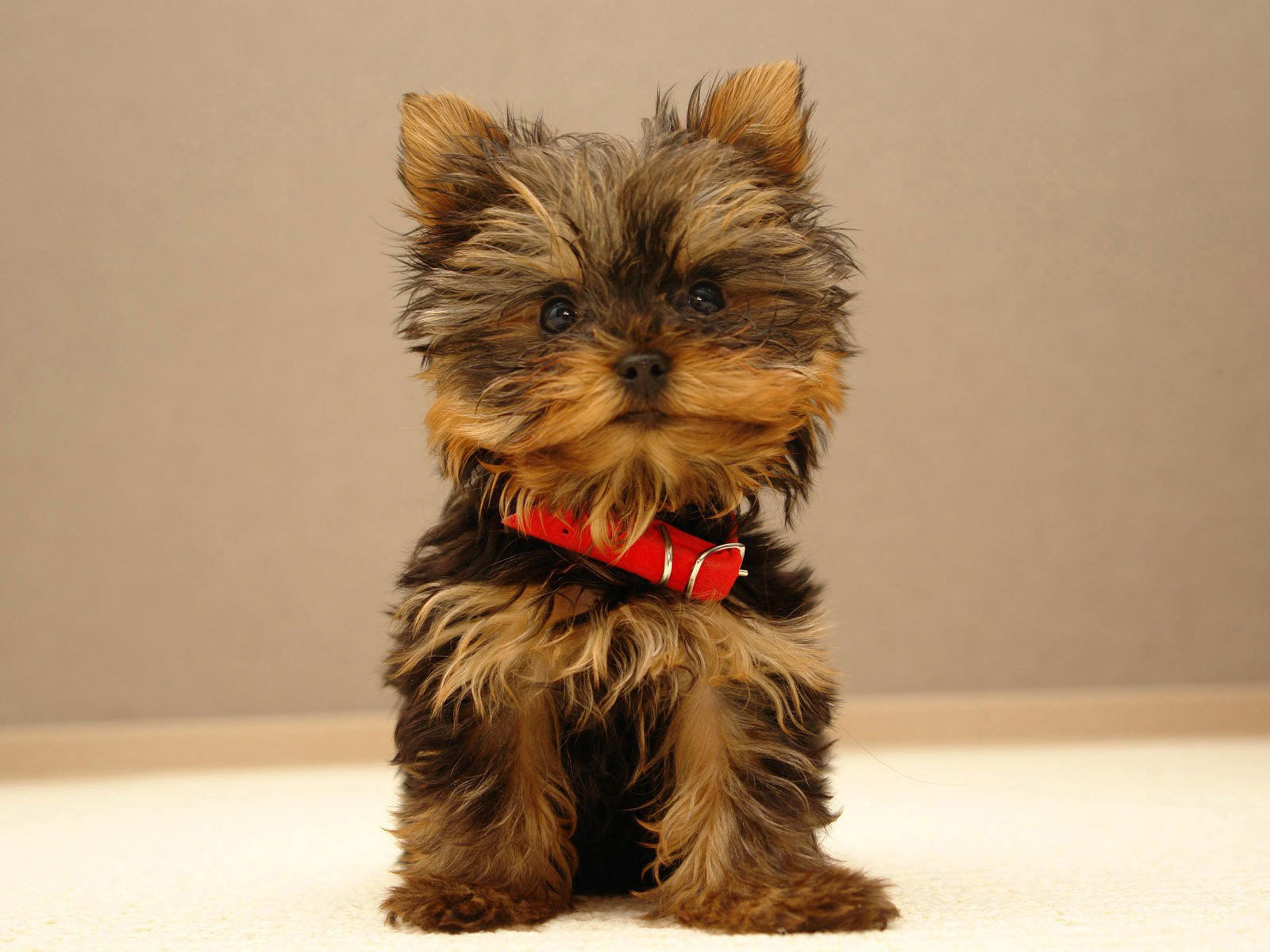 Yorkshire_Terrier